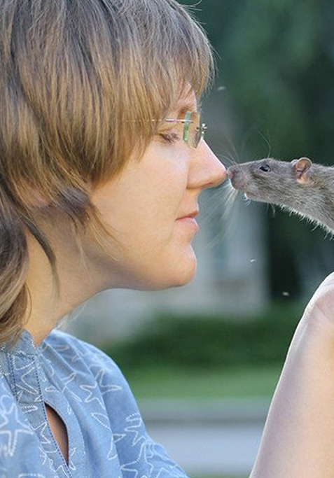 Римма Кожемякина: Приручение серой крысы. Опыт ученых СО РАН