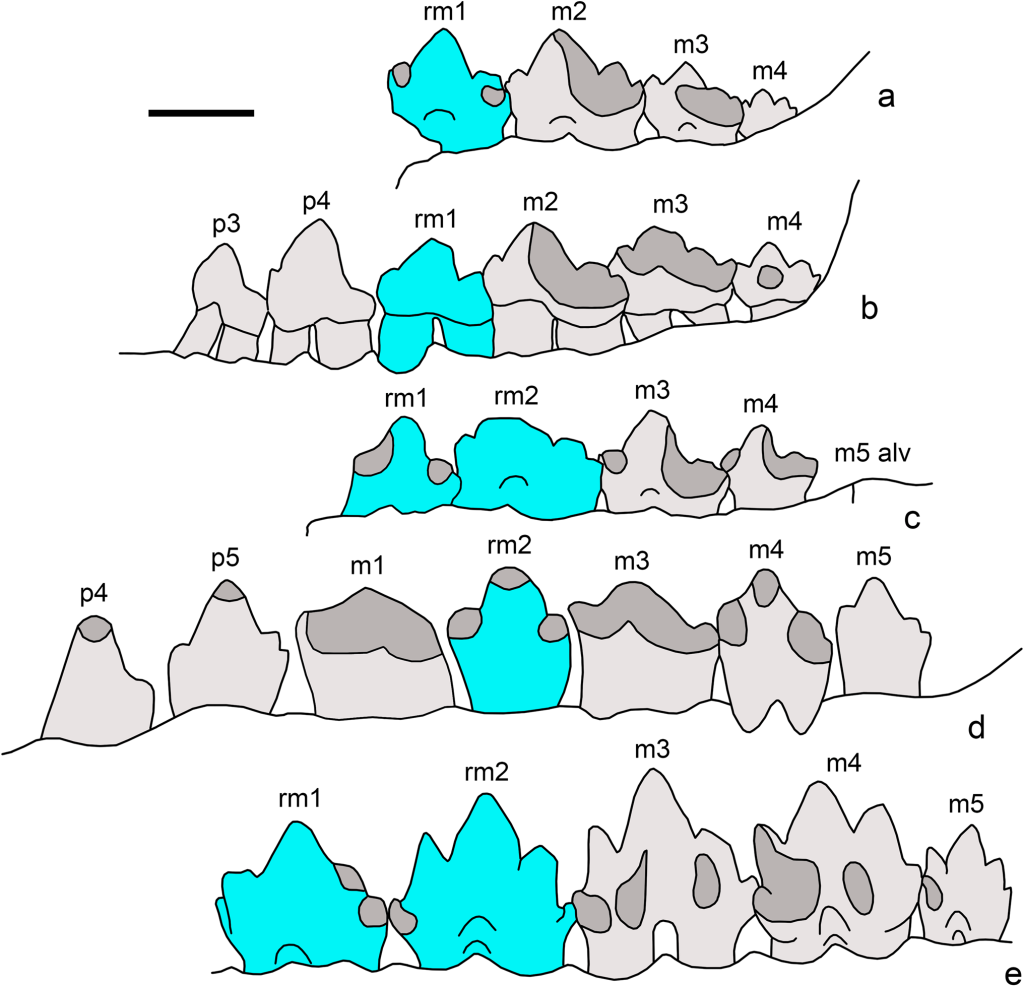 Смена нижних коренных зубов у мезозойских млекопитающих Morganucodon watsoni (a—c), Megazostrodon rudnerae (d) и Dinnetherium nezorum (e). Обозначены премоляры (p3—p5), моляры (m1—m5) и замещающие моляры (rm1, rm2, голубой цвет). Масштаб 1 мм