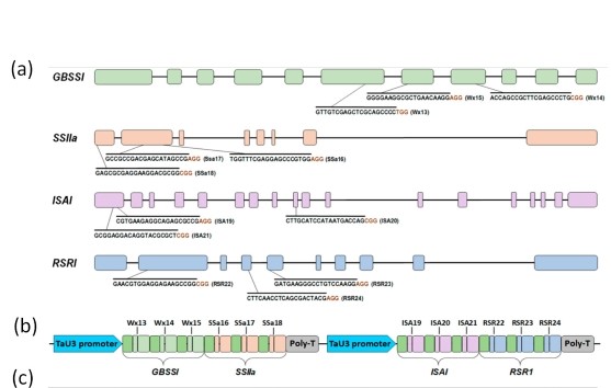 CRISPR/Cas9-опосредованный мультиплексный мультиаллельный мутагенез генов