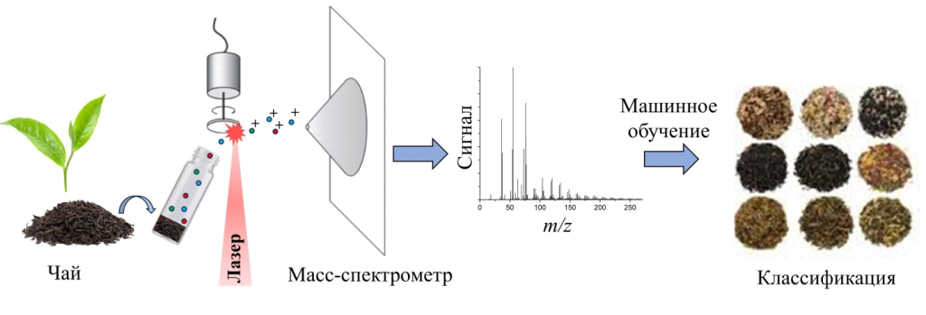  Схема классификации образцов чая методом APLPI в сочетании с машинным обучением