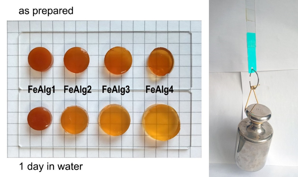 Образцы гидрогелей до и после выдерживания в воде и стекла склеенные гидрогелем с весом 5 кг
