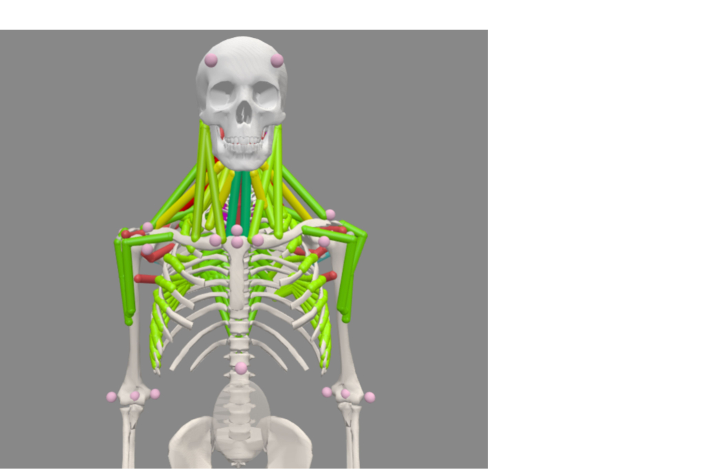 Биомеханическая модель шеи и плеча ускорит реабилитацию после травм