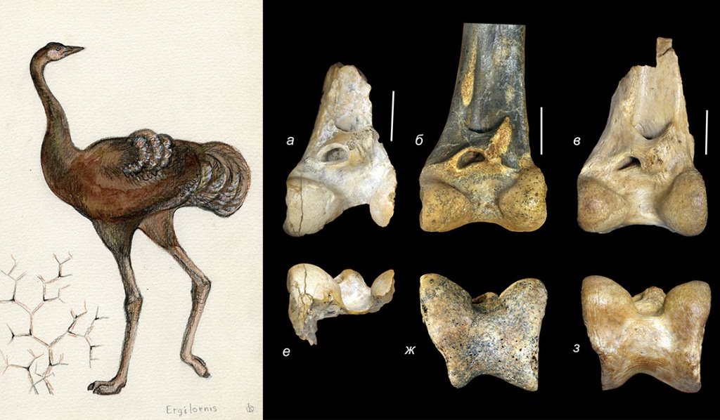 Древнейшие монгольские урмиорнисы — кузены африканских страусов