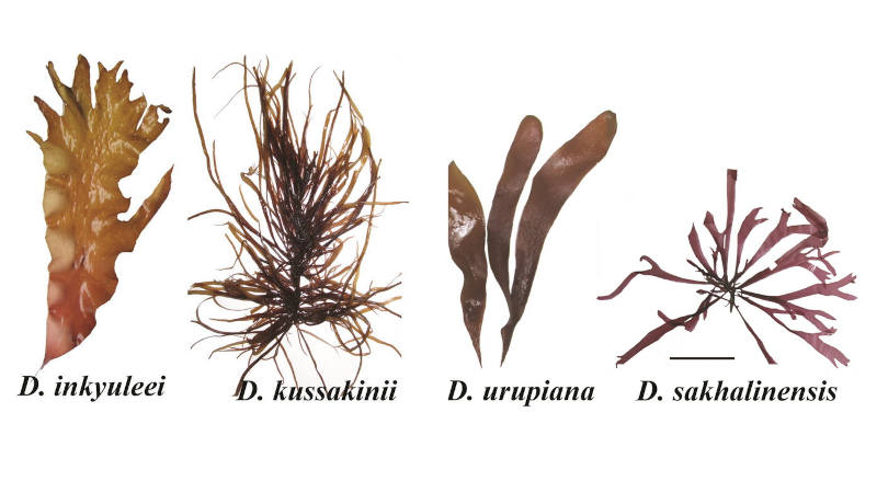 Реинвентаризация флоры красных водорослей: ревизия семейства Palmariaceae