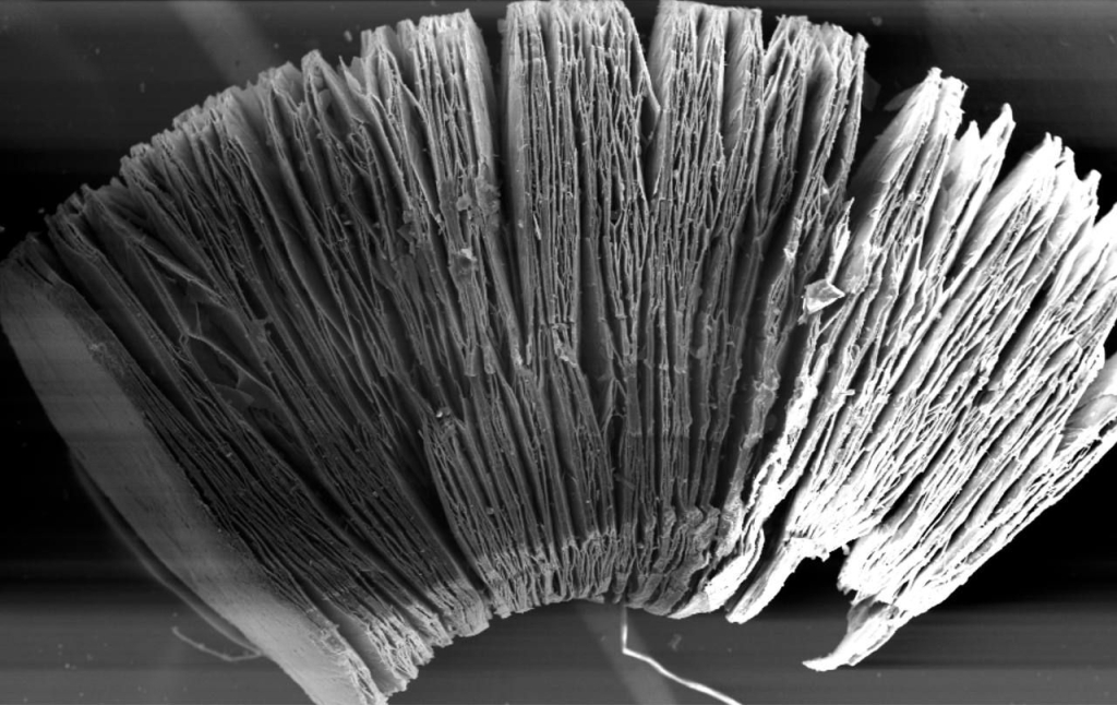 Сканирующая электронная микроскопия гранулы вспученного вермикулита.