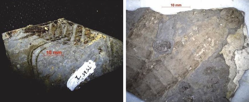 Ископаемые насекомые помогут уточнить возраст пород Забайкалья