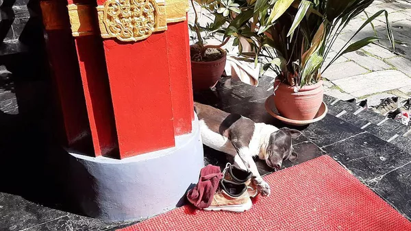 Собака у входа в буддийский храм в Нурбулинке рядом с Дхарамсалой, где проходит конференция «Сознание животных». © РИА Новости / Ольга Липич.