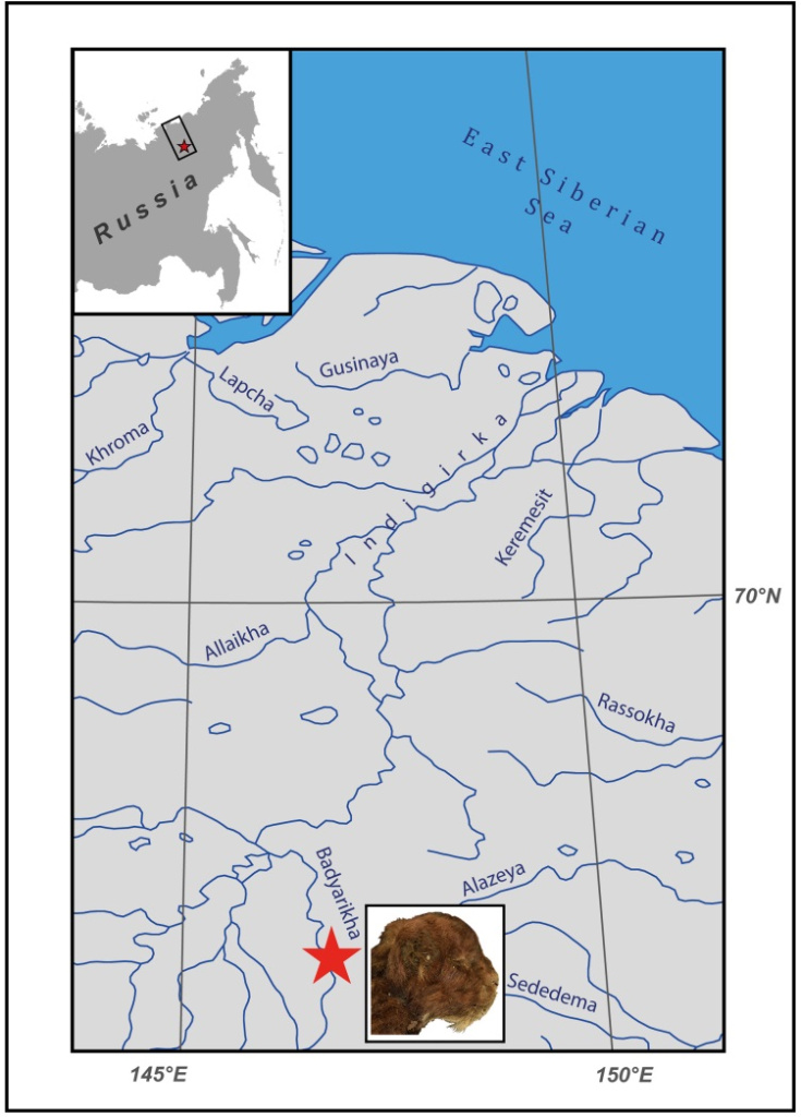 Географическое положение местонахождения Бадярихское, в котором был найден Мэтэн — мумифицированный детёныш гомотерия (Homotherium latidens), и внешний вид головы детёныша; Россия, Якутия, р. Бадяриха; верхний плейстоцен