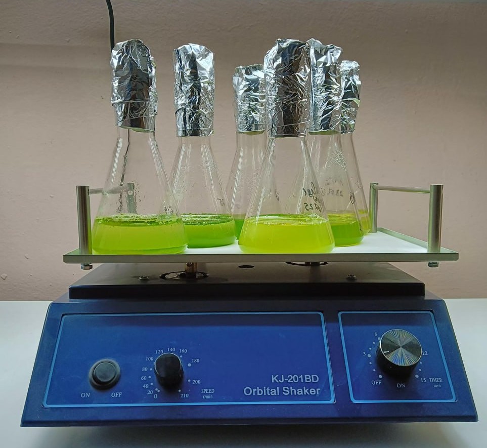 Культивирование штаммов зелёных водорослей