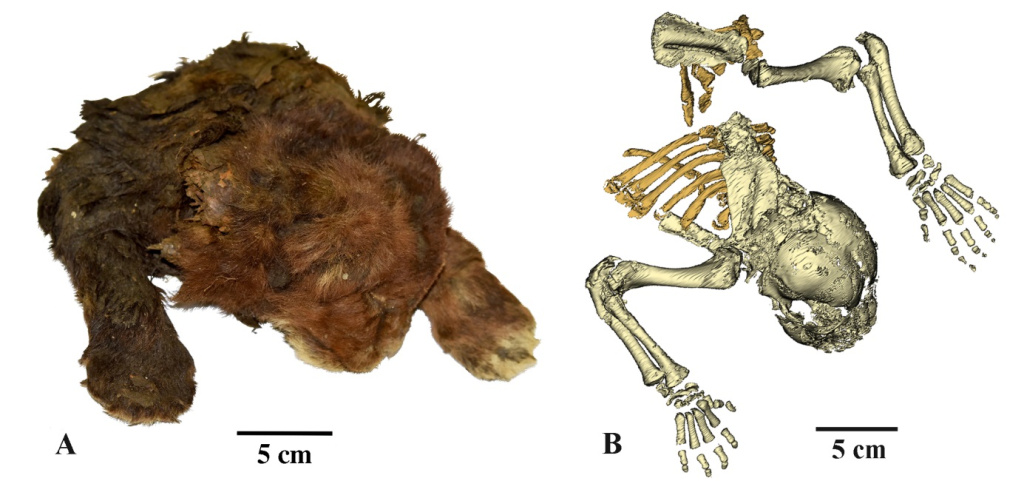 Мёрзлая мумия детёныша гомотерия (Homotherium latidens), Россия, Якутия, р. Бадяриха, верхний плейстоцен: А — внешний вид; B — скелет (компьютерная томография)