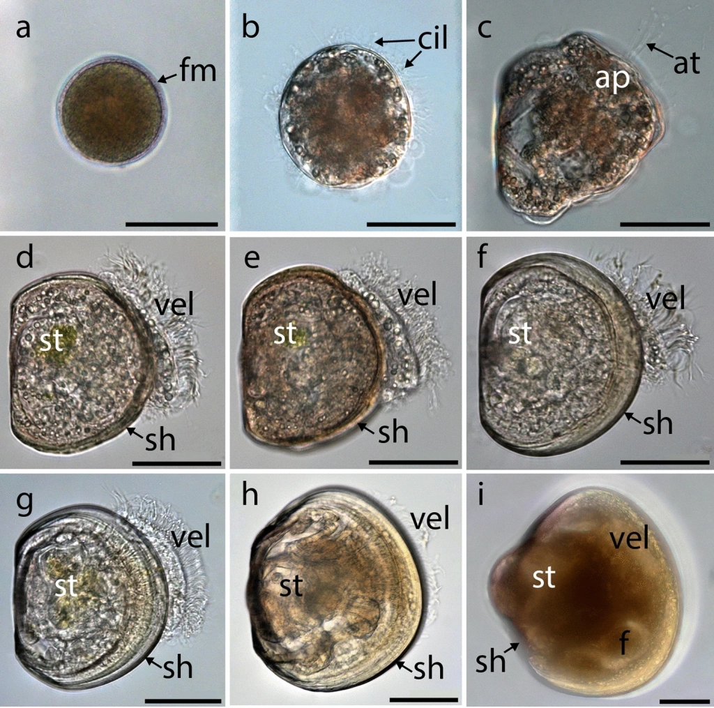 Стадии развития спизулы S. sachalinensis, световая микроскопия 