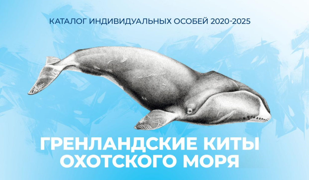  «Гренландские киты Охотского моря». Издан каталог индивидуальных особей 2020—2025