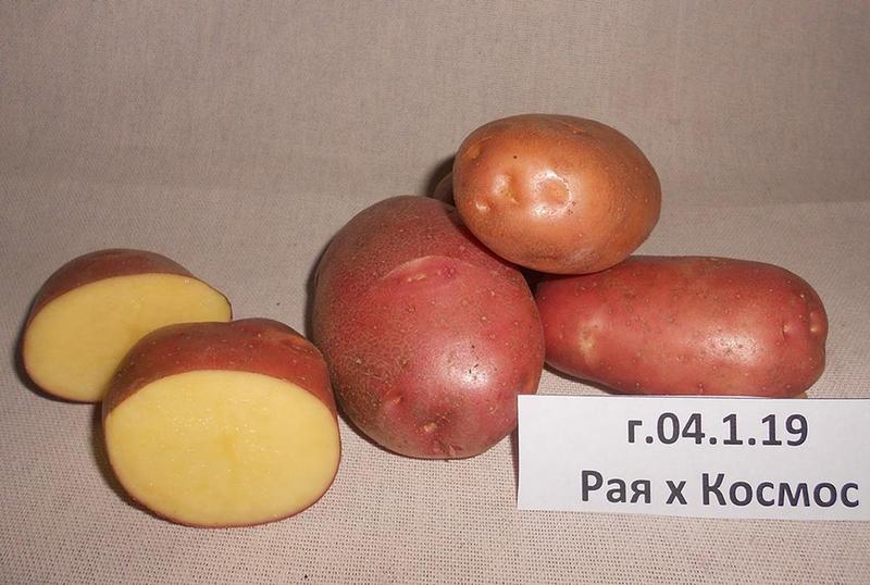 Запатентован новый сорт картофеля для Урала