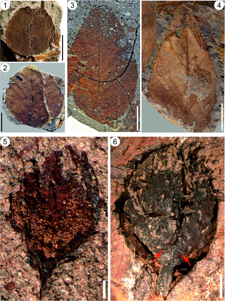 Находки буков из миоцена Гуанси, Южный Китай: 1—4 — листья Fagus tengxianensis N. Maslova, Kodrul et Jin; 5 — тычиночный цветок Fagus glabra&nbsp;N. Maslova, Tekleva et Jin; 6 — купула Fagus aculeata Zdravchev, N. Maslova, Kodrul et Jin. Масштаб: 1–4 — 1 см; 5 — 0,25 мм; 6 — 2,5 мм