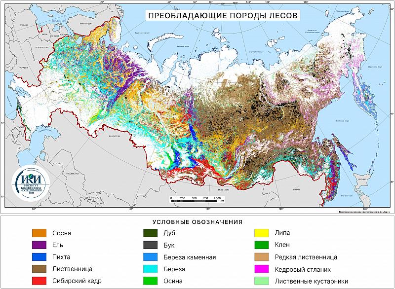 Преобладающие породы лесов на территории России.