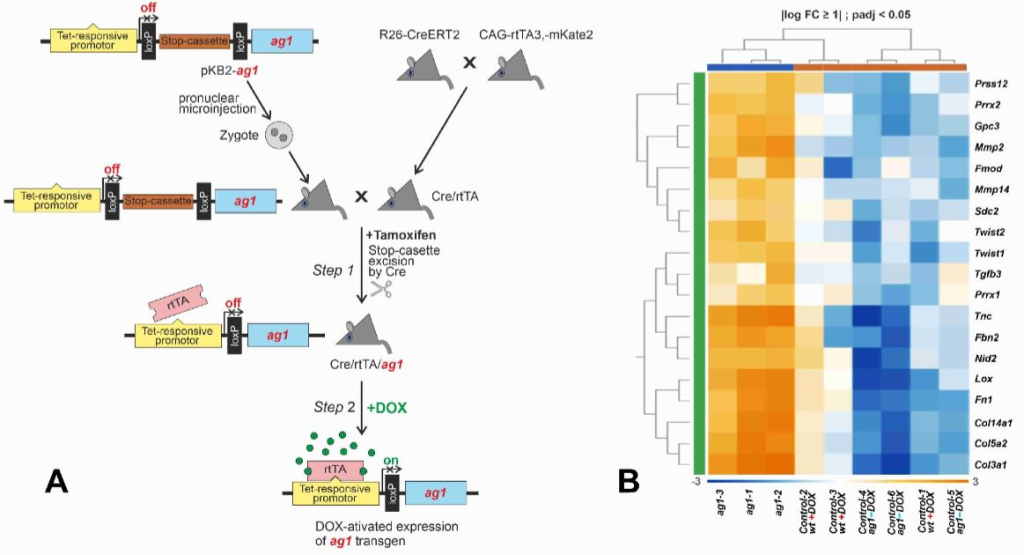 Создание ag1-трансгенных мышей и активация генов, характерных для эмбриональной программы бесшрамового заживления кожи. (A) Схема создания трансгенной линии мышей и индукции у этих мышей экспрессии гена ag1 шпорцевой лягушки Xenopus laevis. (B) Тепловая карта, показывающая активацию набора генов, специфичных для бесшрамового заживления кожи у эмбрионов мышей, при заживлении кожных ран у взрослых мышей трансгенной линии с авктивированным геном ag1