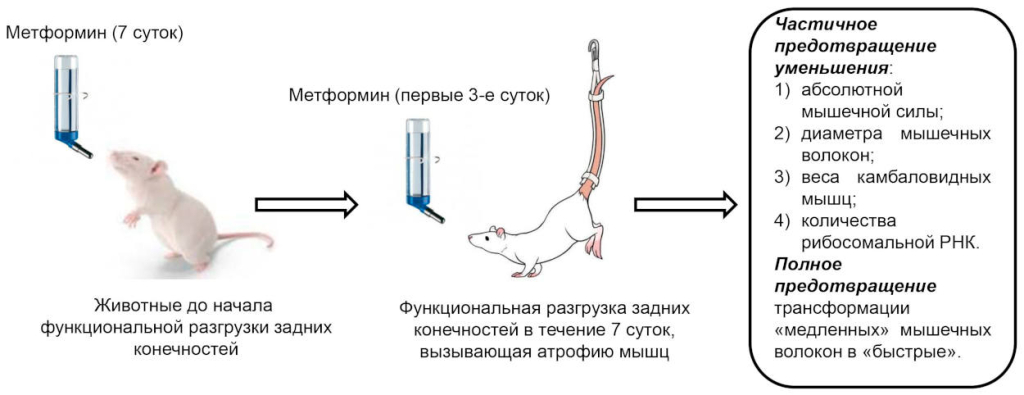 Потребление крысами метформина позволило ослабить негативное воздействие функциональной разгрузки (моделируемой невесомости) на постуральную камбаловидную мышцу. Источник: Тимур Мирзоев.