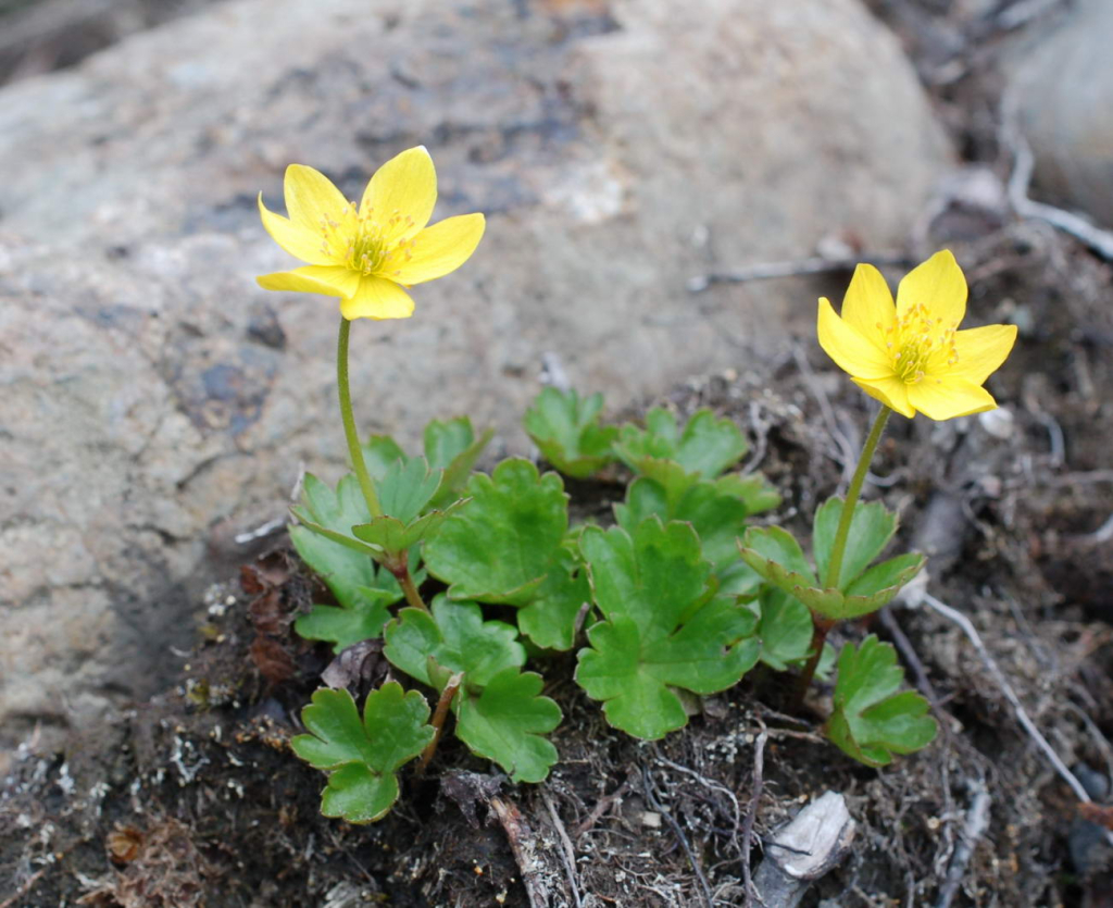 Ветреница Ричардсона (Anemone richardsonii)