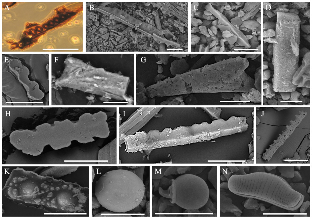 Микрофитофоссилии из отложений с места находки мумии детёныша гомотерия (Homotherium latidens): A—C — кремниевые скелетные образования из древесины лиственницы; D—L — разные формы фитолитов; M — стоматоциста золотистой водоросли; N — диатомовая водоросль Eunotia praerupta; Россия, Якутия, р. Бадяриха; верхний плейстоцен. Масштабная линейка 20 мкм