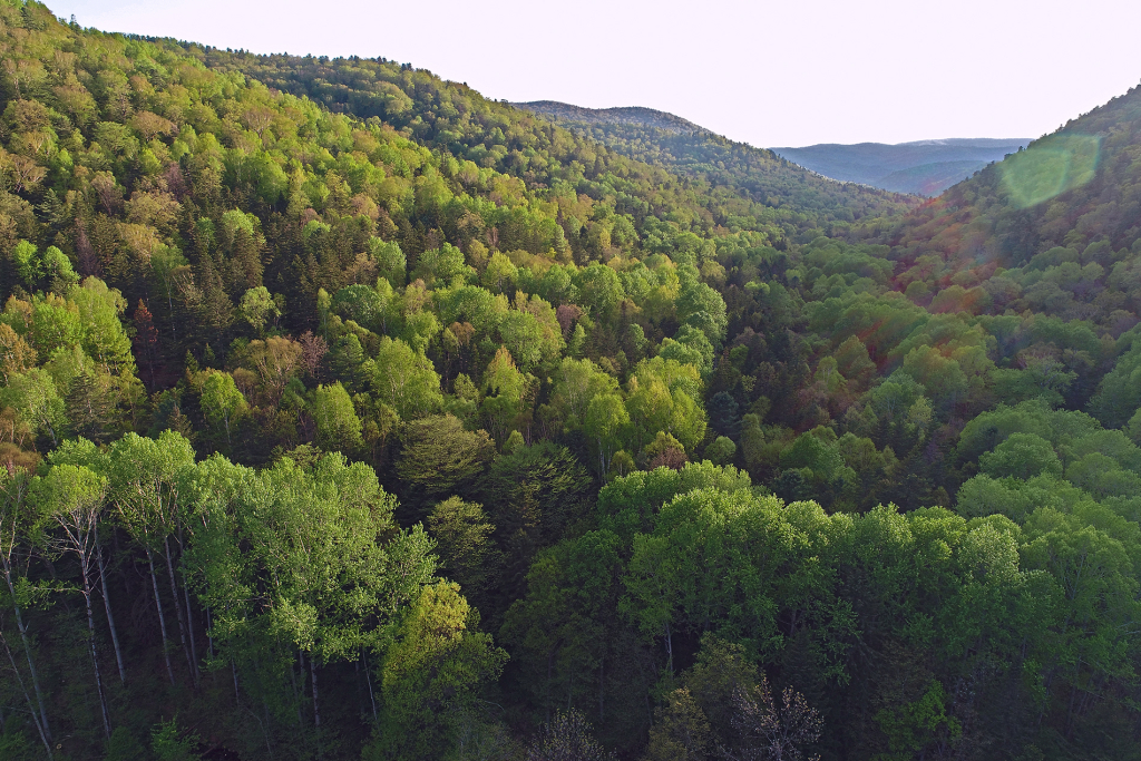 Кедровник сохраняет углерод лучше, чем широколиственный лес