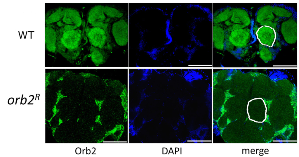 Распределение белка Orb2 в мозге дрозофилы: WT – дикий тип, orb2R – мутанты. Препараты мечены антителами против белка Orb2 (зеленый) и DAPI (синий). Источник: Kozlov et al. / Cells, 2023.