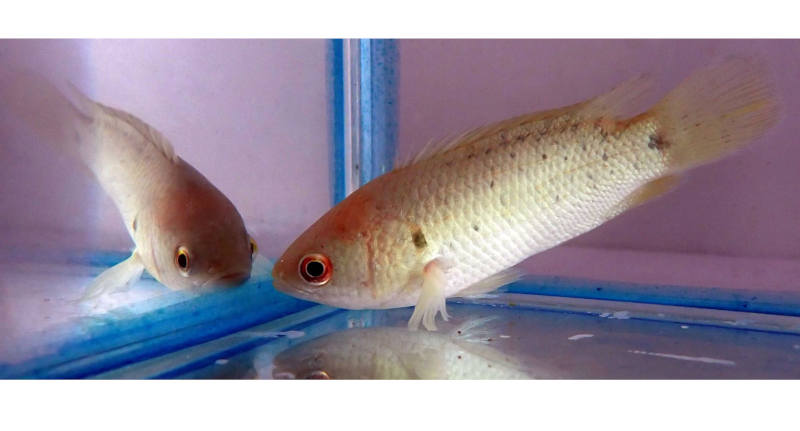 Впервые установлено, что рыба-ползун способна избегать потребления микропластика