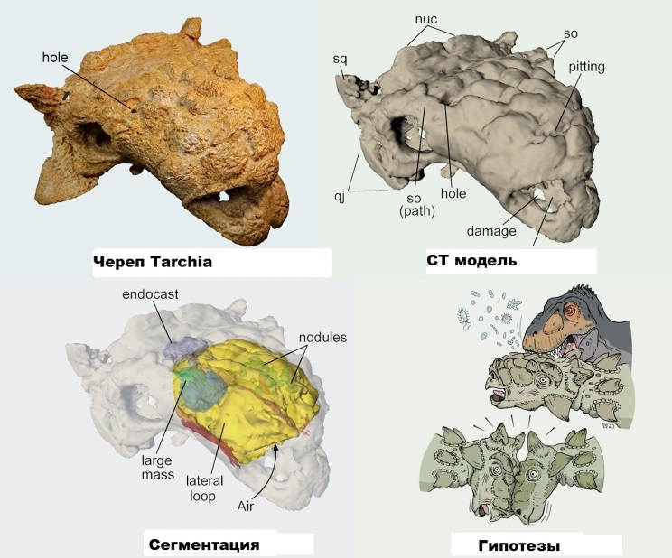 Компьютерная модель черепа Tarchia teresae Penkalski et Tumanova, 2017 и идентифицированное положение внутренних патологий.