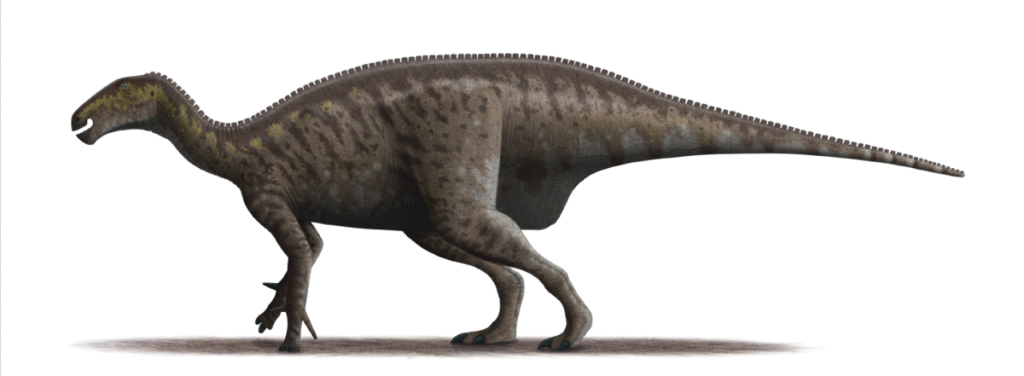 Левнесовия – род растительноядных динозавров, представленный единственным видом Levnesovia transoxiana. Назван в честь научного руководителя Александра Аверьянова – палеонтолога Льва Несова (1947–1995).