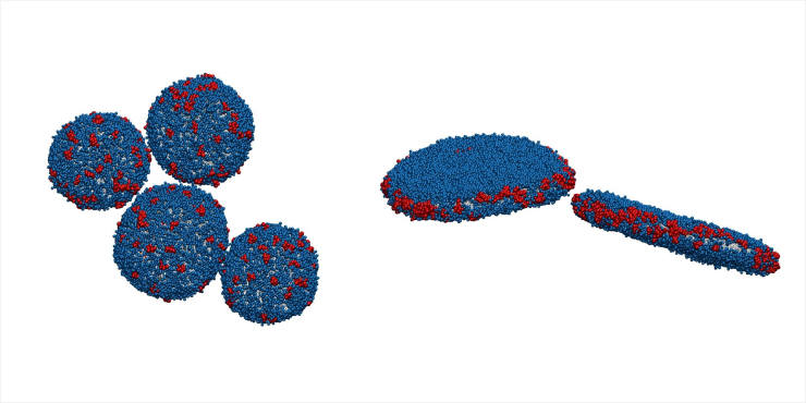 Самоорганизующиеся структуры маленьких однослойных везикул и дисков после моделирования. Липидные цепи представлены серым цветом, головные группы липидов – синим, а молекулы Aβ(25-35) – красным. Молекулы воды не показаны для лучшей визуализации.