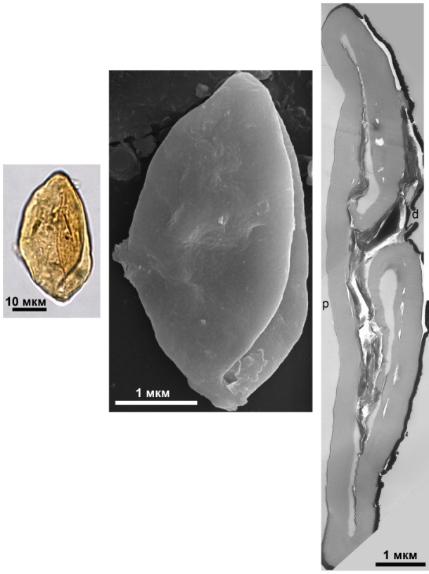 Пыльцевое зерно, предположительно принадлежавшее гинкговым, из нижнемеловых отложений Забайкалья: слева – пыльцевое зерно под световым микроскопом, лодочковидное, безмешковое, с одной дистальной бороздой; среднее фото – его почти гладкая поверхность под сканирующим электронным микроскопом; справа – ультратонкий срез его оболочки под просвечивающим электронным микроскопом, сочетание признаков внутреннего строения характерно для гинкговых (толстый сплошной покров, тонкий подпокровный слой, элементы которого отчетливее выражены в латеральной области, очень тонкий подстилающий слой).