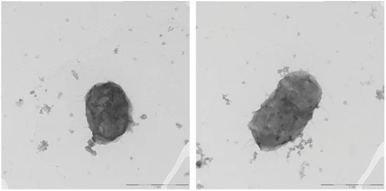  Открыт новый род и вид бактерий, разлагающих водоросли