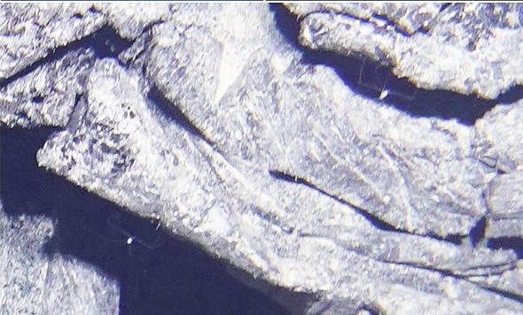 Получены данные об изоподах Bathyopsurus Алеутского и Курило-Камчатского желобов