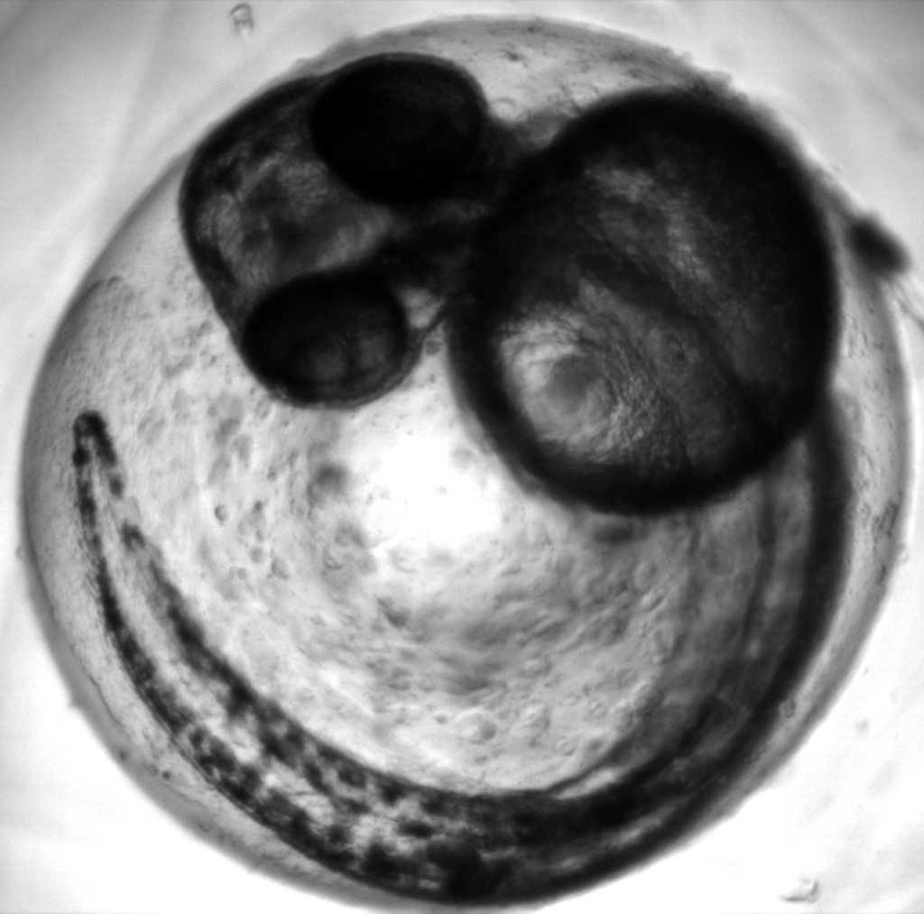 Объект исследования — эмбрион данио-рерио
