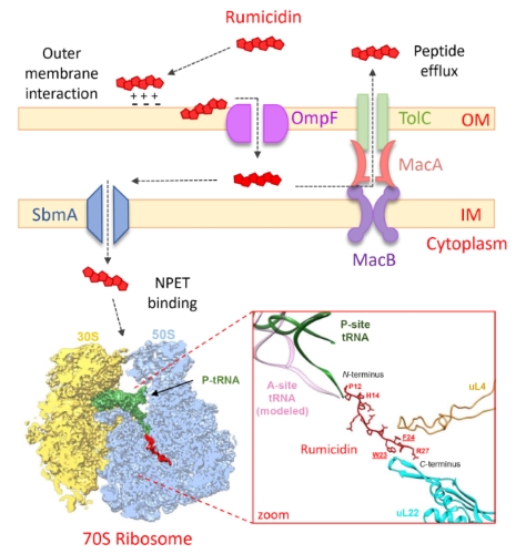  Механизм взаимодействия румицидинов с бактериальной клеткой-мишенью