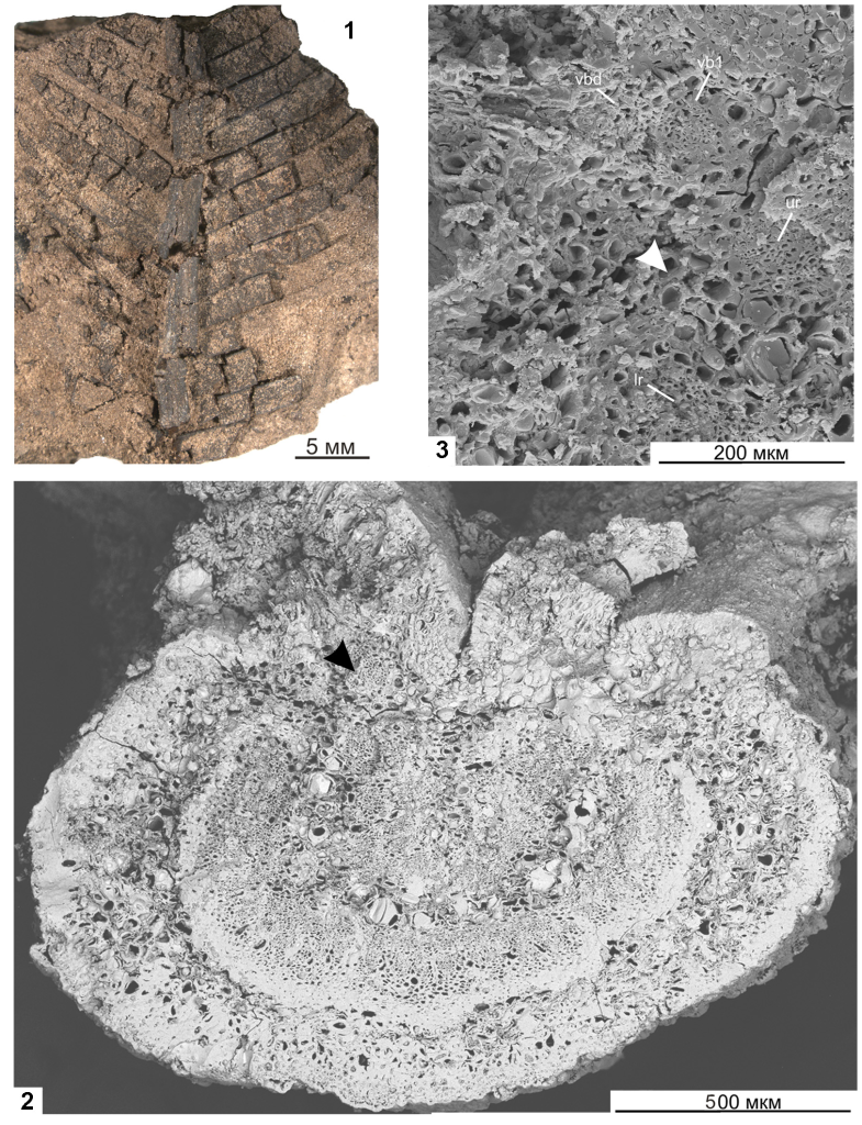 Беннетит Ptilophyllum riparium Gordenko: 1 — фрагмент перистого листа; 2 — поперечный скол рахиса (чёрной стрелкой отмечен проводящий пучок, отделившийся от проводящей системы рахиса); 3 — фрагмент поперечного скола рахиса (белой стрелкой отмечен прорыв в месте отделения проводящего пучка, идущего в пёрышко). Обозначения: lr — нижний ряд проводящих пучков проводящей системы рахиса; ur — верхний ряд проводящих пучков; vb1 — пучок, отделившийся первым; vbd — пучок, получивший в результате деления первого пучка