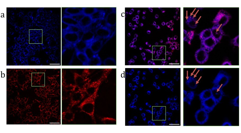 Наночастицы в виде гантелей объединили молекулы с противоположными свойствами