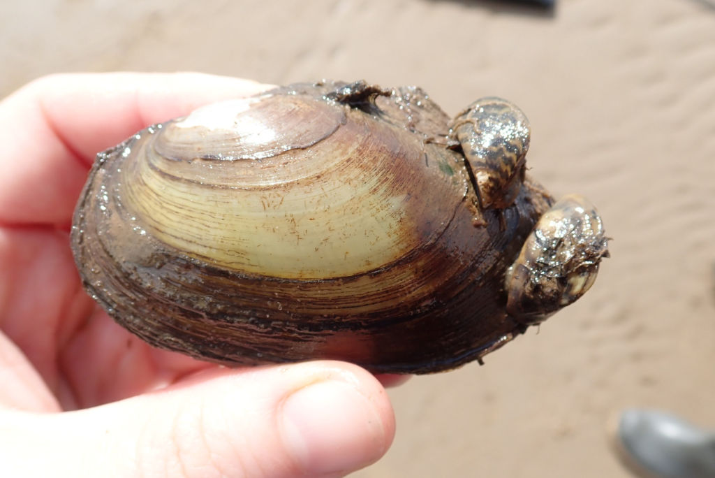 Беззубки на страже экологии: проведён масштабный анализ распространения пресноводного моллюска