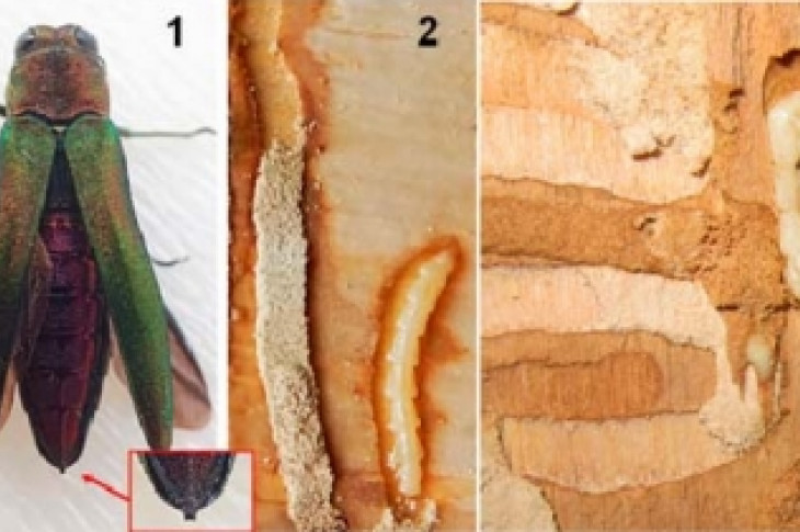 Жук и личинки ясеневой златки в коре деревьев