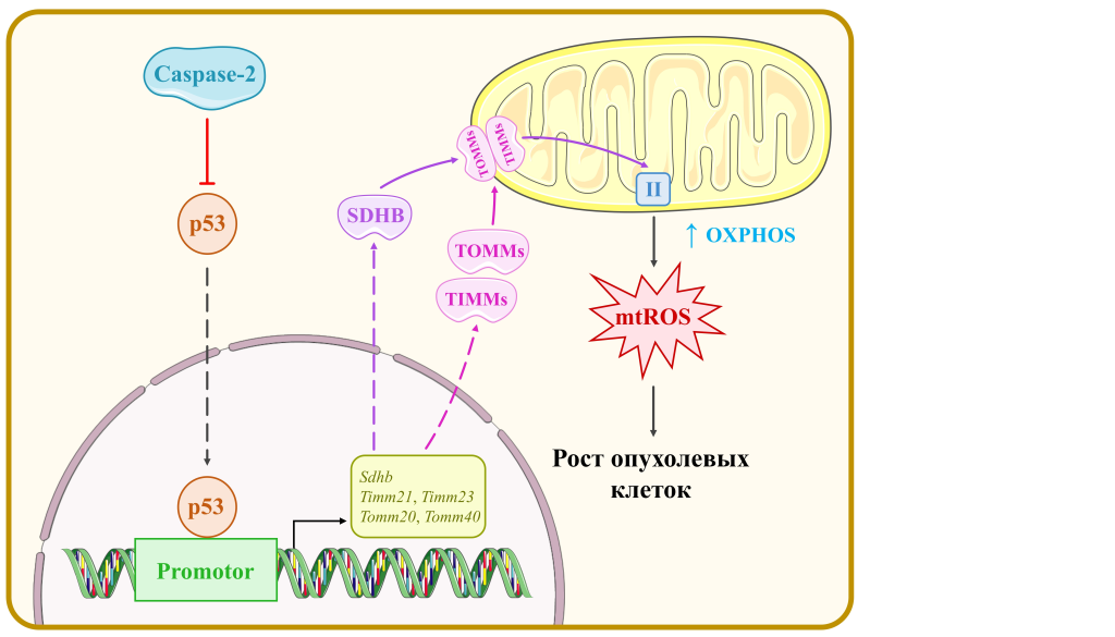 Фермент-«убийца» подавил рост клеток рака толстой кишки