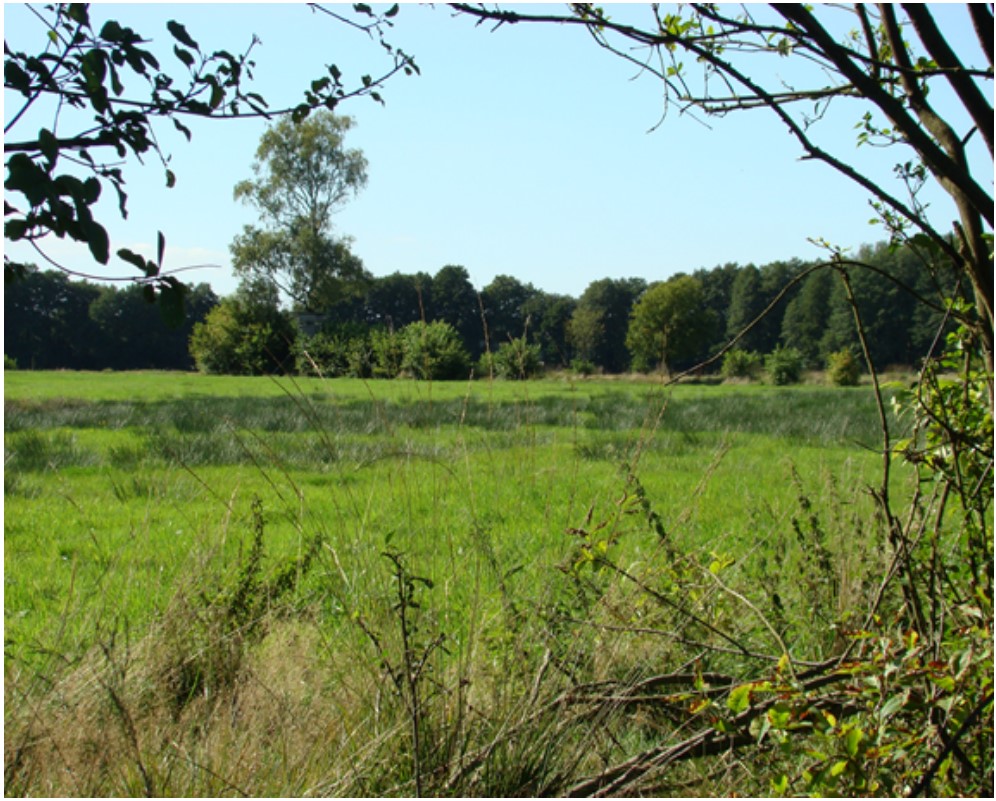 Миграция радиоцезия на болотных лугах: анализ на основе свойств почв 