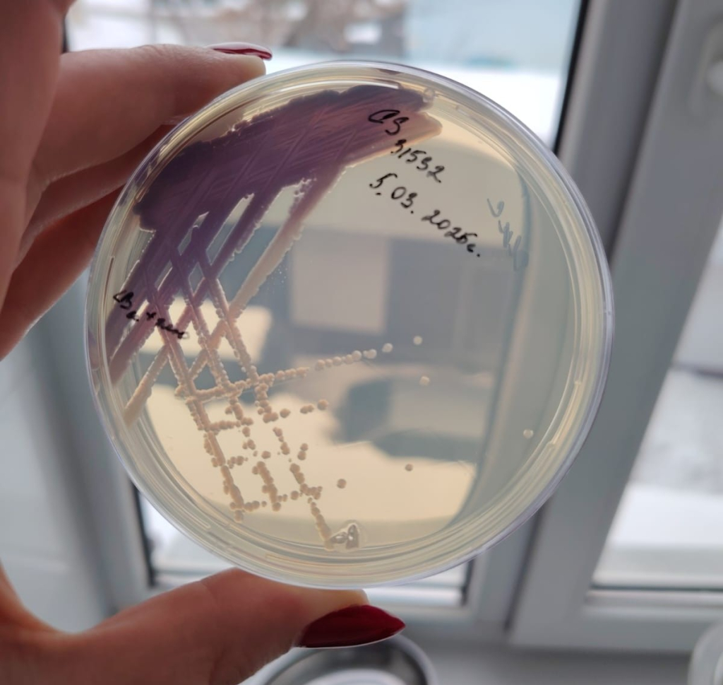 Культура бактерий Chromobacterium subtsugae на чашке Петри