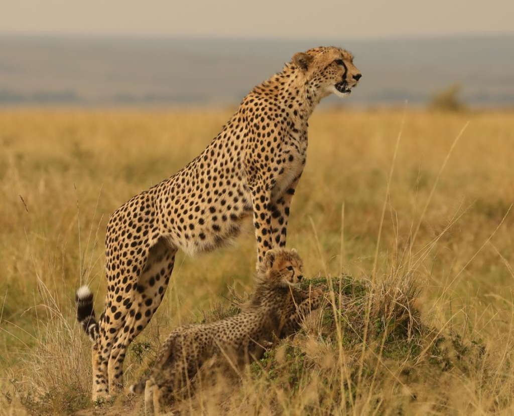 Источник: ИПЭЭ РАН Самка гепарда с детёнышем в природных условиях в Кении