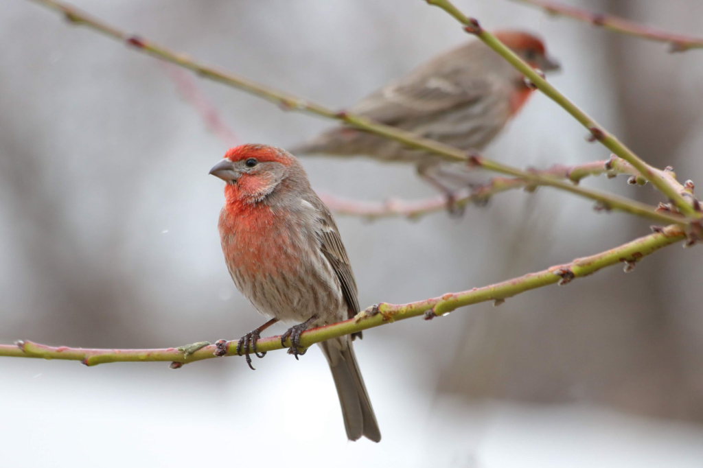 Наивные вопросы: как птицы сидят на тонких веточках и не падают?