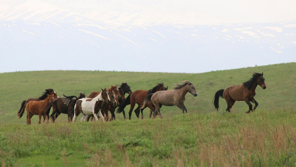 Одомашнивание лошадей произошло в третьем тысячелетии до нашей эры