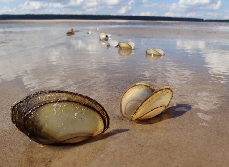 Раковины Anodonta anatina, выброшенные на берег реки Северная Двина. Источник фото: Ольга Аксёнова (ФИЦКИА УрО РАН).