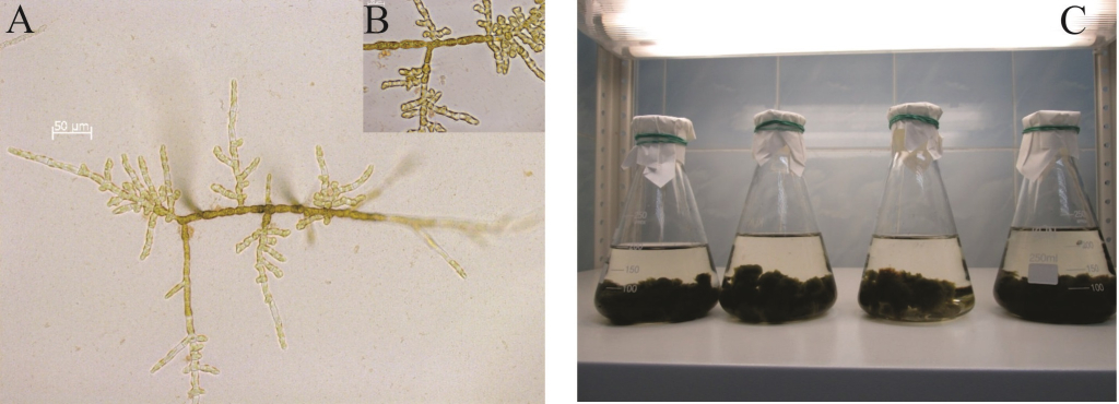 Стреблонема под микроскопом при увеличении 200 (А) и 630 (B) и культура в колбах (С), содержащаяся в лаборатории автотрофных организмов