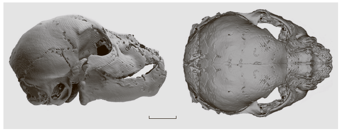 Череп с нижней челюстью детёныша Homotherium latidens (Owen, 1846), компьютерная 3D-модель, справа и сверху. Изображение реконструировано на основании недеформированной правой половины черепа, отражённой зеркально; Россия, Якутия, р. Бадяриха; верхний плейстоцен. Масштаб 2 см