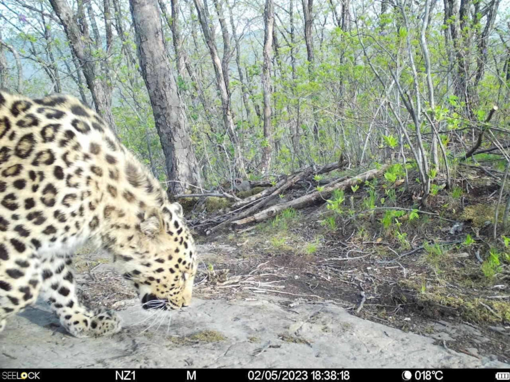 В Уссурийском заповеднике состоялся выпуск двух первых диких леопардов