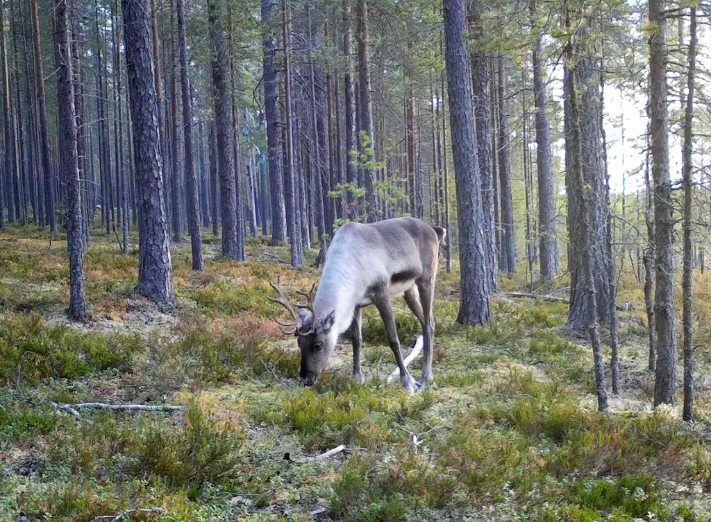 Лесной северный олень в Карелии. Одно из фото, полученных с помощью фотоловушек