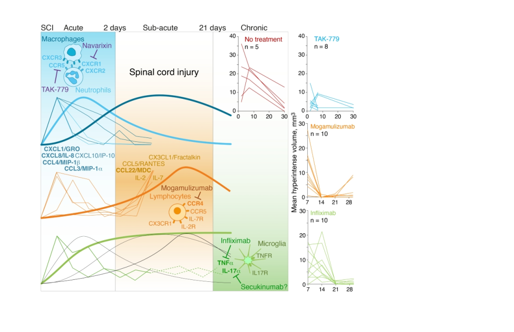 Предложен новый подход к лечению травм спинного мозга на основе блокады цитокиновых рецепторов
